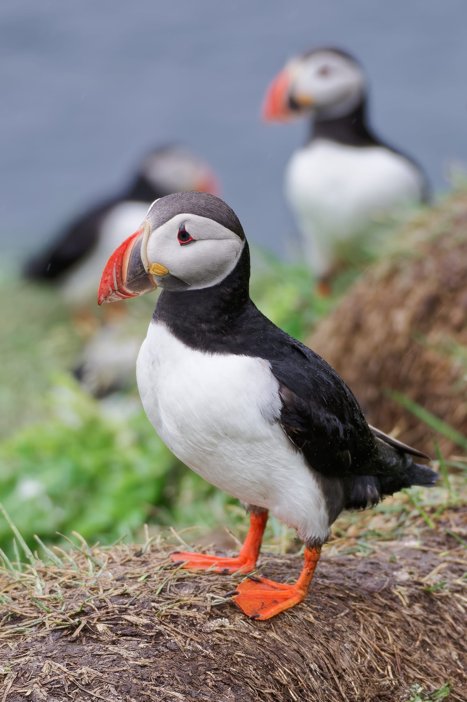 Borgarfjörður Eystri Puffin Colony & Hafnarhólmi in East Iceland