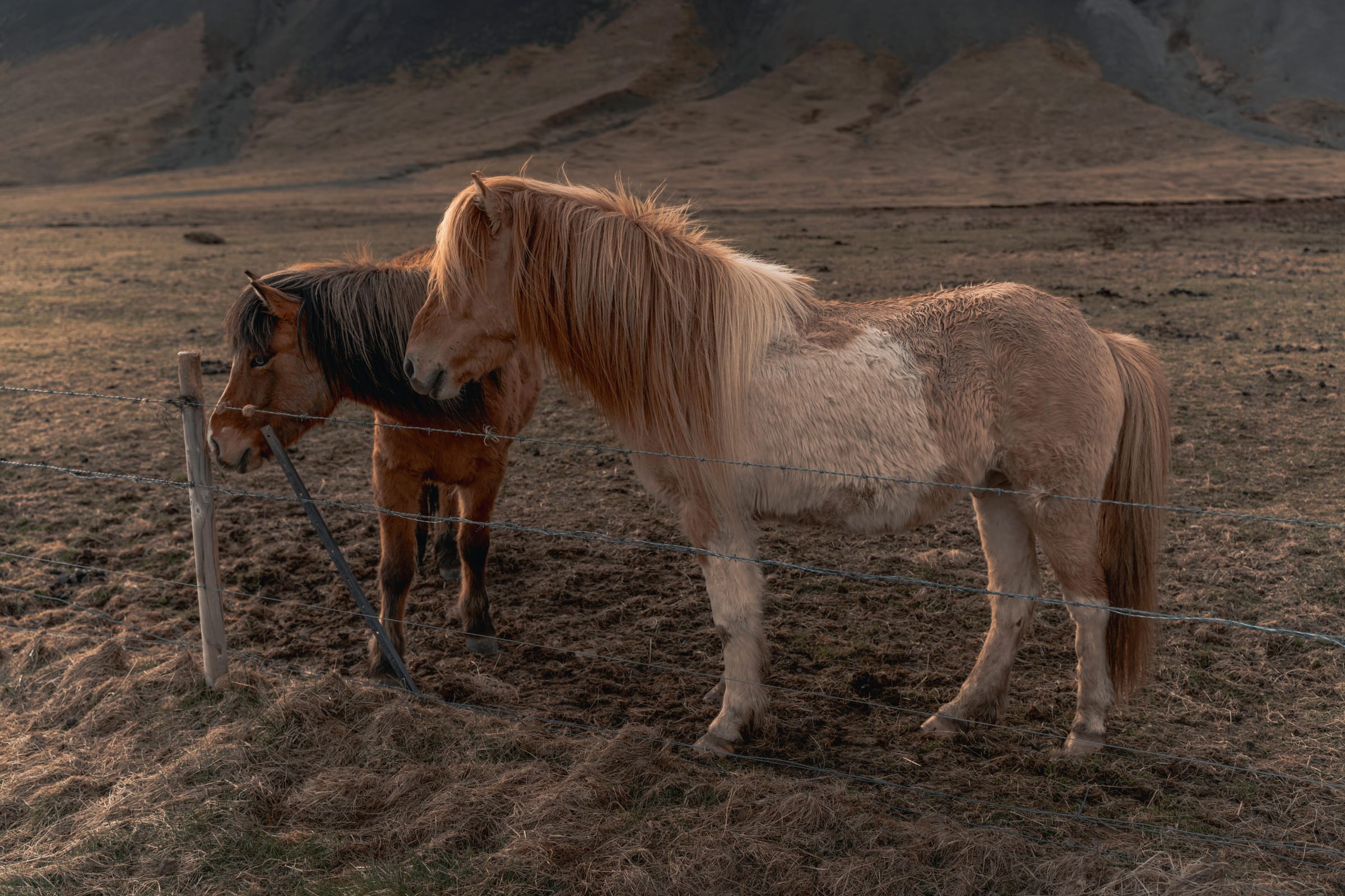 Scenic Iceland landscape for The Icelandic Horse: Why It’s Special