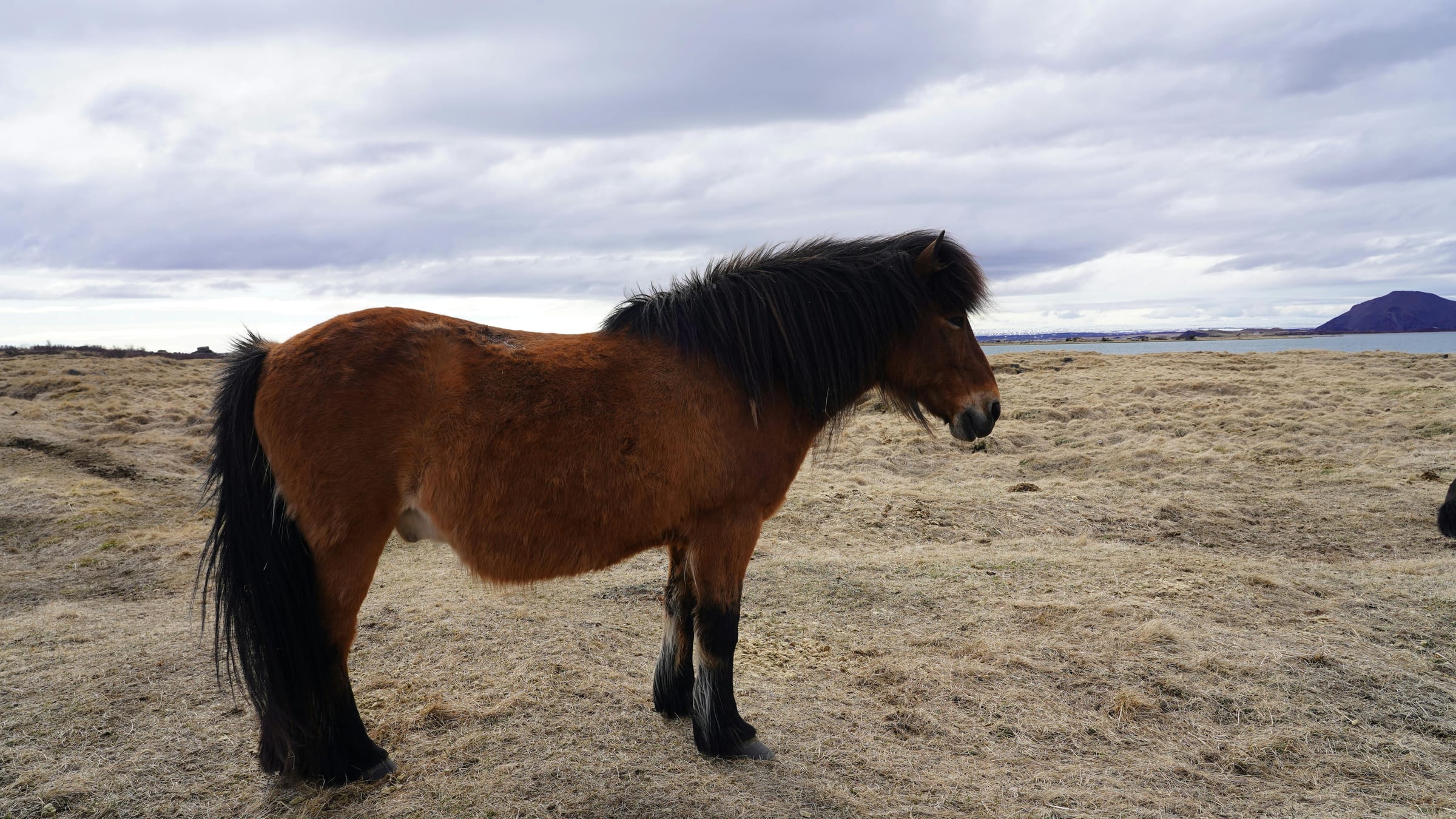 Scenic Iceland landscape for The Icelandic Horse: Why It’s Special