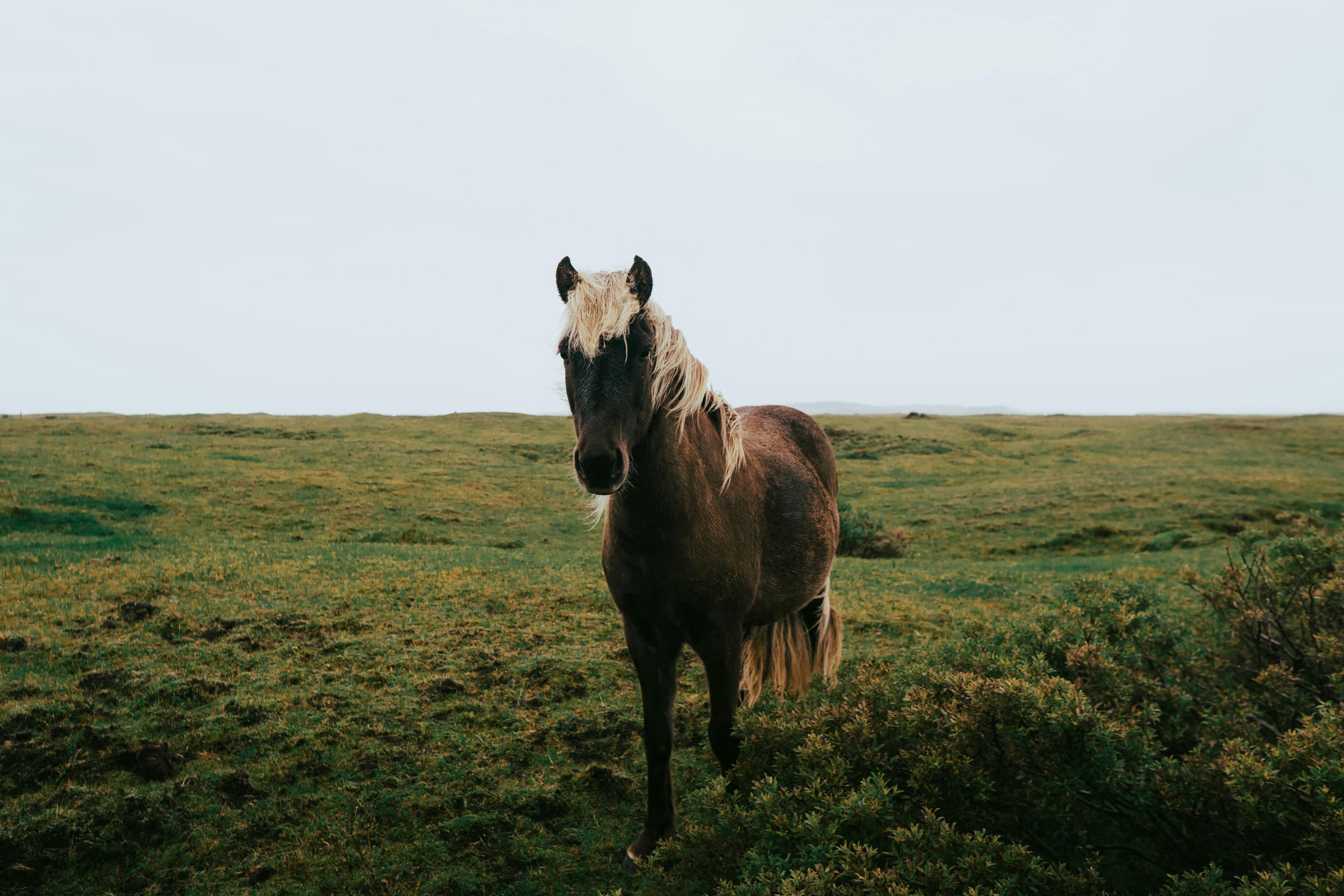 Scenic Iceland landscape for The Icelandic Horse: Why It’s Special