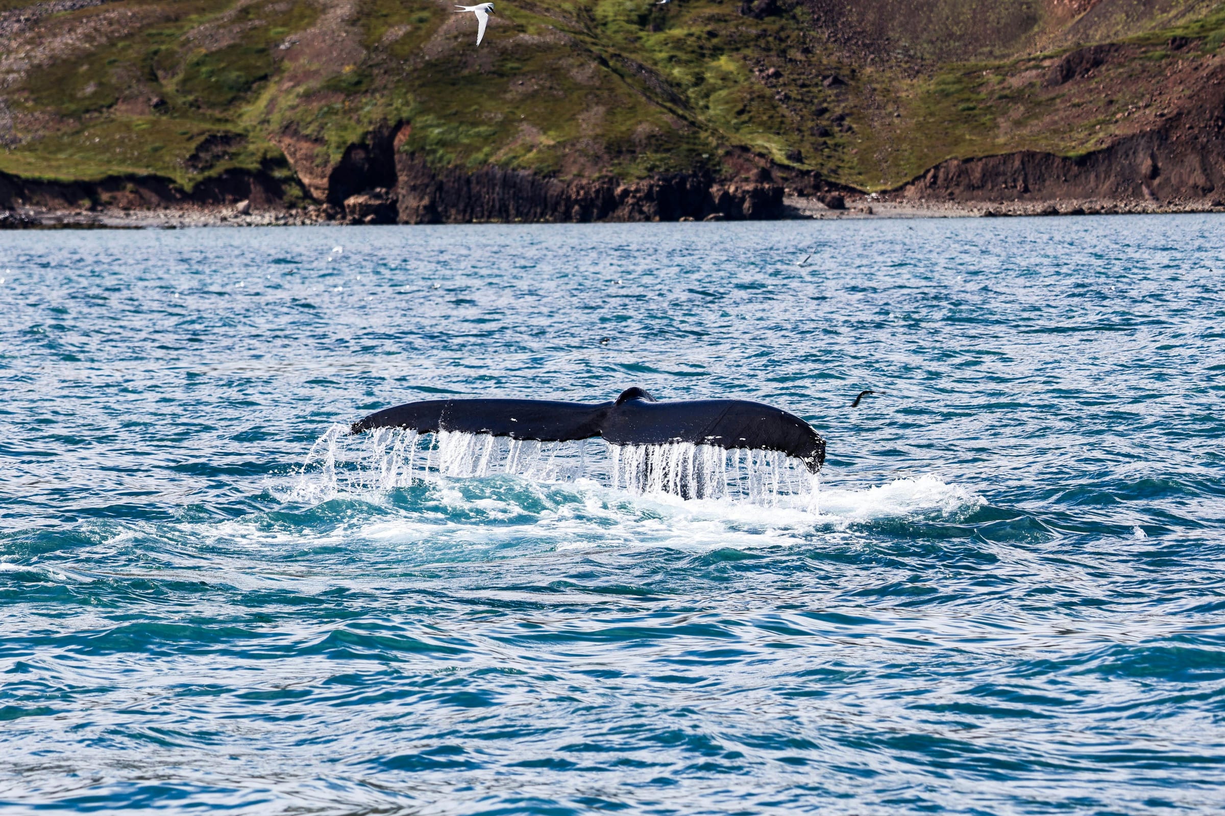 Scenic Iceland landscape for Whale Watching in Iceland: Best Towns and Best Time